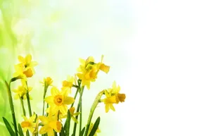 唯美黄色水仙花图片