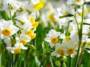 小清新水仙花图片