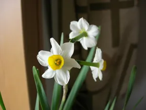 白色水仙花近景图片_1