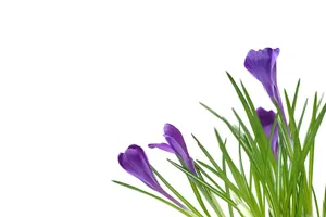 紫色水仙花高清图片_1