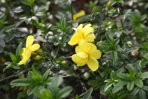 春天迎春花图片