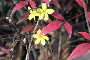 迎春花图片下载
