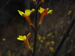 迎春花盆景图片第1张