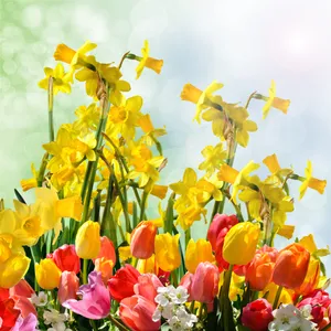 迎春花高清图片下载