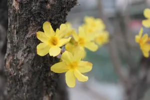 高清迎春花图片第1张