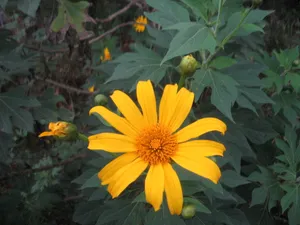 黄色小太阳花图片_1
