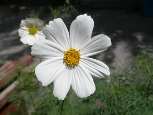 白色太阳花图片