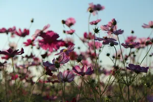 格桑花海图片_1