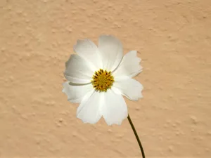 洁白的格桑花图片_1