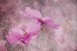 格桑花唯美图片第1张