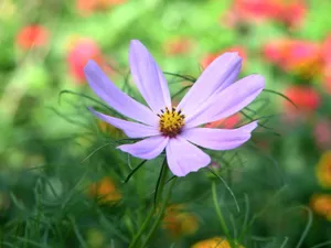 八瓣格桑花图片第1张