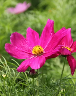 唯美格桑花图片