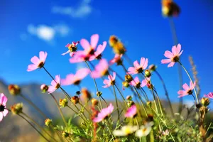 格桑花清新图片