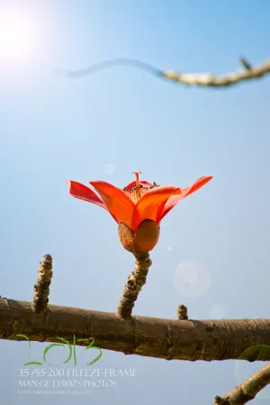 红色木棉花高清图片