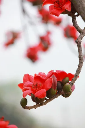 唯美木棉花图片