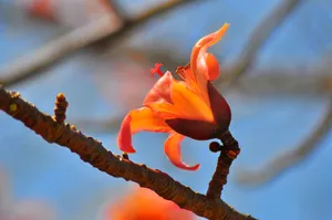 木棉花图片素材