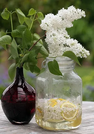 插花白丁香图片_1