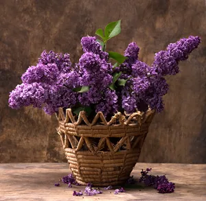 紫丁香花图片_1