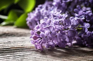 清新丁香花图片_1