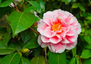 山茶花花朵图片_1