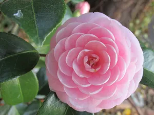 粉色山茶花微距图片_1