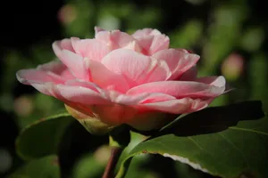 粉色茶花开花图片_1