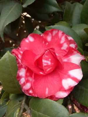 漂亮山茶花图片_1