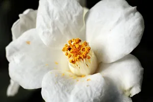 白茶花图片第1张