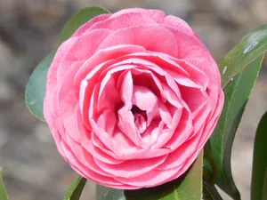 粉红色茶花图片_1