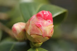 茶花花蕾图片第1张