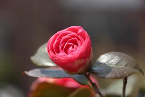春天茶花图片