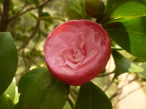 野生山茶花图片第1张