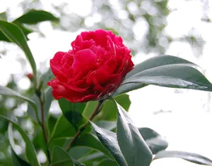 红色山茶花图片第1张