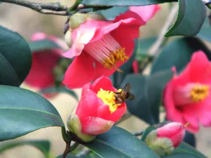 艳丽山茶花高清图片