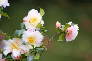 高清山茶花图片