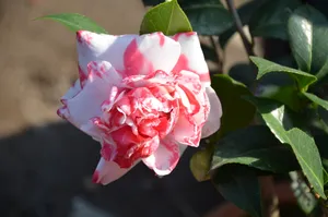 粉色山茶花摄影图片