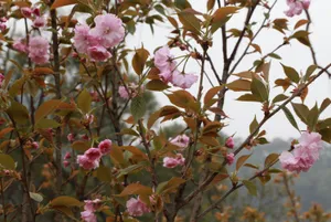高清茶花盛开图片