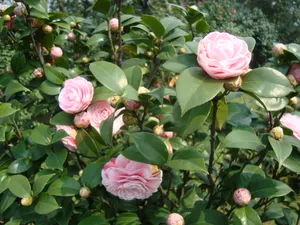 云南茶花图片