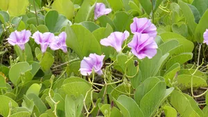 植物矮牵牛花图片_1