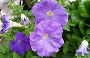 紫色牵牛花图片