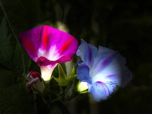 唯美双色牵牛花图片_1