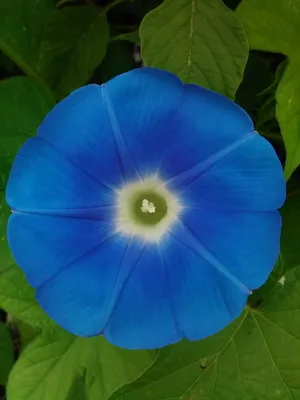 蓝色的牵牛花图片