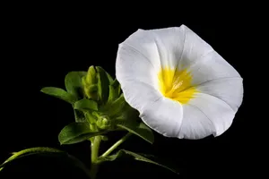 白色牵牛花图片_1