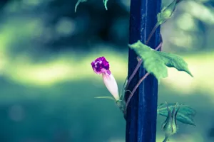 牵牛花唯美图片_1