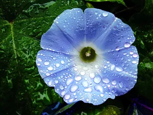 紫色喇叭花高清图片_1