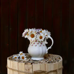 野雏菊插花图片_1