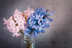 风信子插花图片_1
