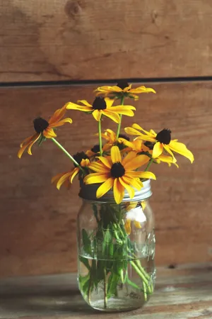 雏菊插花图片_1