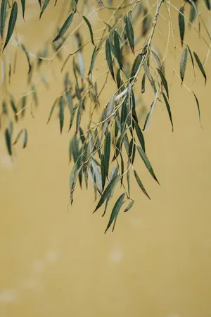 春天柳条叶子图片_1