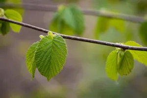 春天枝干发芽图片第1张